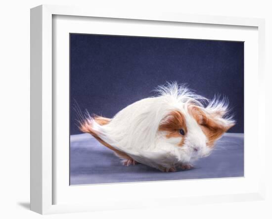 A Guinea Pig's Hair is Blowing in the Wind.-EBPhoto-Framed Photographic Print