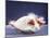 A Guinea Pig's Hair is Blowing in the Wind.-EBPhoto-Mounted Photographic Print