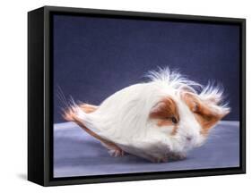 A Guinea Pig's Hair is Blowing in the Wind.-EBPhoto-Framed Stretched Canvas