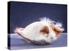 A Guinea Pig's Hair is Blowing in the Wind.-EBPhoto-Stretched Canvas