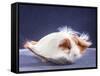 A Guinea Pig's Hair is Blowing in the Wind.-EBPhoto-Framed Stretched Canvas