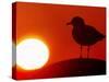 A Gull Perches on a Concrete Piling at Cleveland's North Coast Harbor-null-Stretched Canvas