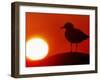 A Gull Perches on a Concrete Piling at Cleveland's North Coast Harbor-null-Framed Photographic Print