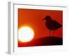 A Gull Perches on a Concrete Piling at Cleveland's North Coast Harbor-null-Framed Photographic Print