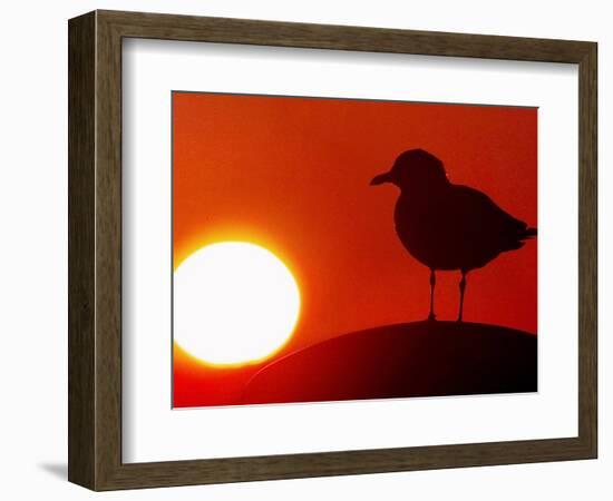 A Gull Perches on a Concrete Piling at Cleveland's North Coast Harbor-null-Framed Photographic Print