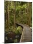 A.H. Reed Memorial Kauri Park, Whangarei, Northland, North Island, New Zealand-David Wall-Mounted Photographic Print