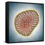 A(H1N1) (Swine flu) virus illustration-Matthias Kulka-Framed Stretched Canvas