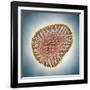 A(H1N1) (Swine flu) virus illustration-Matthias Kulka-Framed Giclee Print