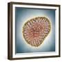 A(H1N1) (Swine flu) virus illustration-Matthias Kulka-Framed Giclee Print