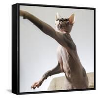 A hairless sphinx cat takes a swing at a toy-James White-Framed Stretched Canvas