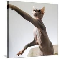 A hairless sphinx cat takes a swing at a toy-James White-Stretched Canvas