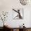 A hairless sphinx cat takes a swing at a toy-James White-Stretched Canvas displayed on a wall