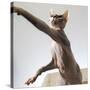 A hairless sphinx cat takes a swing at a toy-James White-Stretched Canvas