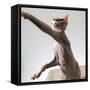 A hairless sphinx cat takes a swing at a toy-James White-Framed Stretched Canvas