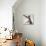 A hairless sphinx cat takes a swing at a toy-James White-Stretched Canvas displayed on a wall