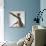 A hairless sphinx cat takes a swing at a toy-James White-Photographic Print displayed on a wall