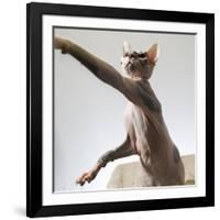 A hairless sphinx cat takes a swing at a toy-James White-Framed Photographic Print