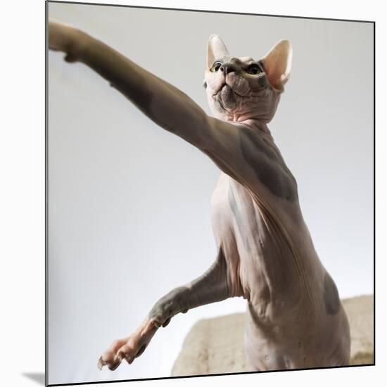 A hairless sphinx cat takes a swing at a toy-James White-Mounted Photographic Print