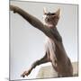 A hairless sphinx cat takes a swing at a toy-James White-Mounted Photographic Print