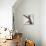 A hairless sphinx cat takes a swing at a toy-James White-Photographic Print displayed on a wall