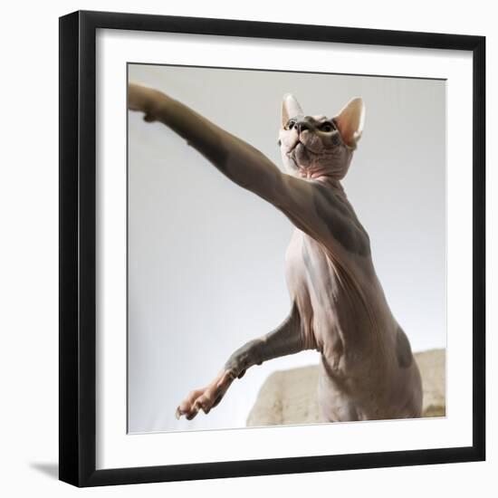 A hairless sphinx cat takes a swing at a toy-James White-Framed Photographic Print