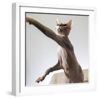 A hairless sphinx cat takes a swing at a toy-James White-Framed Photographic Print