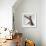 A hairless sphinx cat takes a swing at a toy-James White-Framed Photographic Print displayed on a wall