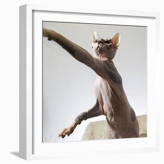 A hairless sphinx cat takes a swing at a toy-James White-Framed Photographic Print