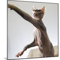 A hairless sphinx cat takes a swing at a toy-James White-Mounted Photographic Print