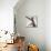A hairless sphinx cat takes a swing at a toy-James White-Mounted Photographic Print displayed on a wall