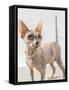 A hairless sphinx cat wearing pearls poses for a portrait-James White-Framed Stretched Canvas