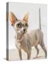 A hairless sphinx cat wearing pearls poses for a portrait-James White-Stretched Canvas