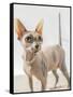 A hairless sphinx cat wearing pearls poses for a portrait-James White-Framed Stretched Canvas