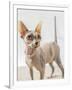 A hairless sphinx cat wearing pearls poses for a portrait-James White-Framed Photographic Print