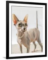 A hairless sphinx cat wearing pearls poses for a portrait-James White-Framed Photographic Print