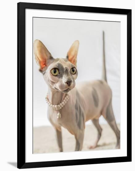 A hairless sphinx cat wearing pearls poses for a portrait-James White-Framed Photographic Print