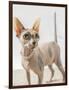 A hairless sphinx cat wearing pearls poses for a portrait-James White-Framed Photographic Print