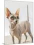 A hairless sphinx cat wearing pearls poses for a portrait-James White-Mounted Photographic Print