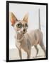 A hairless sphinx cat wearing pearls poses for a portrait-James White-Framed Photographic Print