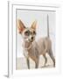 A hairless sphinx cat wearing pearls poses for a portrait-James White-Framed Photographic Print