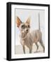 A hairless sphinx cat wearing pearls poses for a portrait-James White-Framed Photographic Print