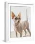 A hairless sphinx cat wearing pearls poses for a portrait-James White-Framed Photographic Print