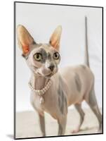 A hairless sphinx cat wearing pearls poses for a portrait-James White-Mounted Photographic Print