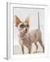 A hairless sphinx cat wearing pearls poses for a portrait-James White-Framed Photographic Print