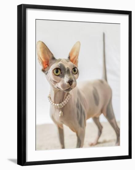 A hairless sphinx cat wearing pearls poses for a portrait-James White-Framed Photographic Print