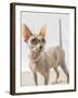 A hairless sphinx cat wearing pearls poses for a portrait-James White-Framed Photographic Print