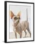 A hairless sphinx cat wearing pearls poses for a portrait-James White-Framed Photographic Print