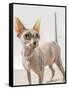 A hairless sphinx cat wearing pearls poses for a portrait-James White-Framed Stretched Canvas