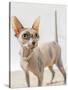 A hairless sphinx cat wearing pearls poses for a portrait-James White-Stretched Canvas