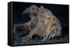 A Hairy Frogfish in Lembeh Strait, Indonesia-Stocktrek Images-Framed Stretched Canvas
